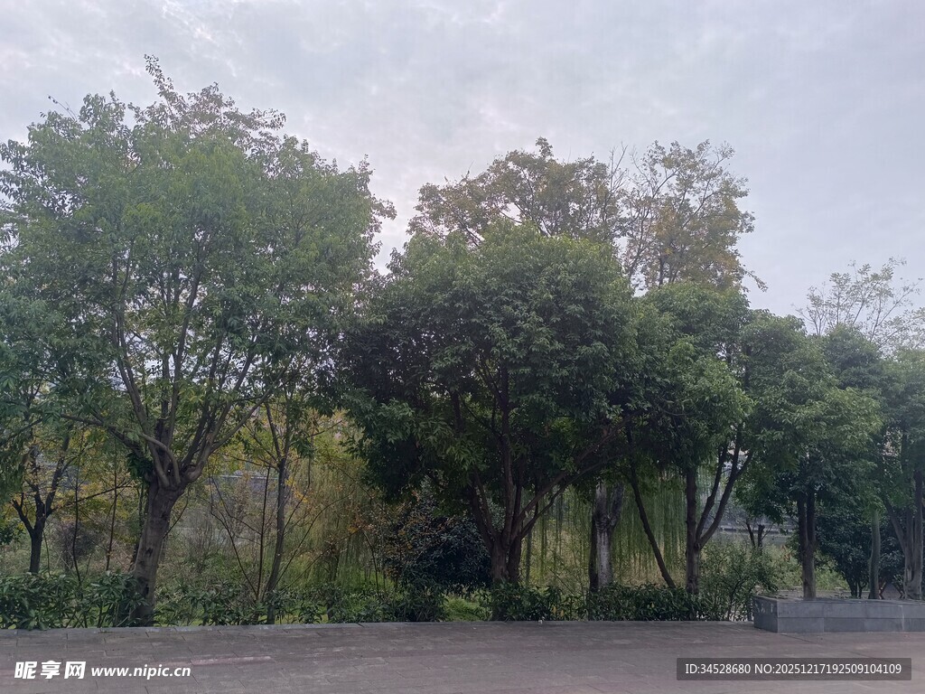 路边繁茂树林景观