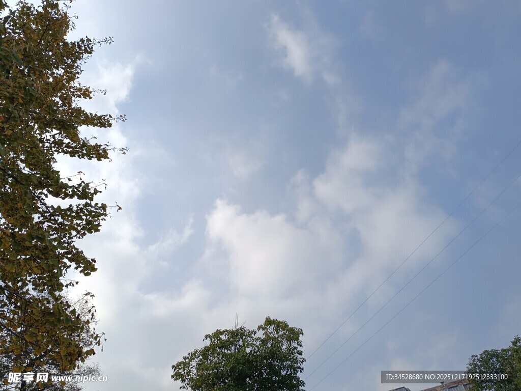 蓝天白云下的树梢景象