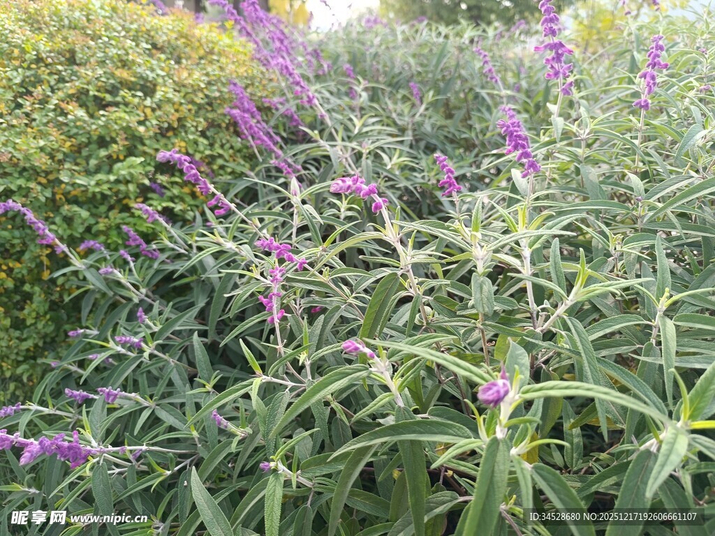 紫色穗状花草清新景致