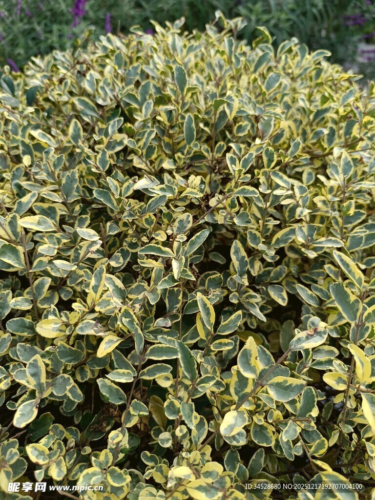 金边黄杨绿植特写