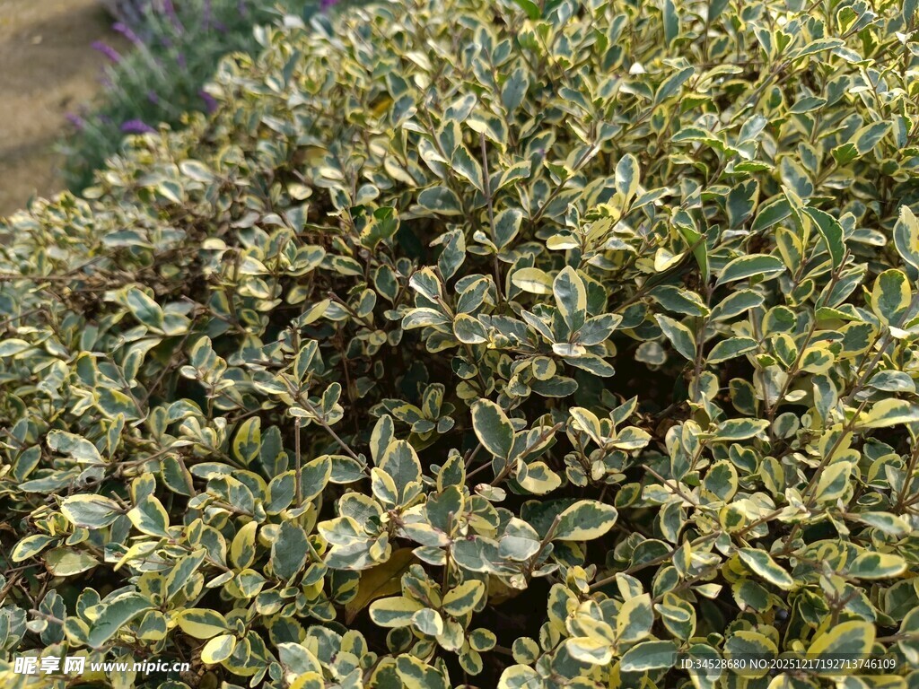 金边绿叶植物特写