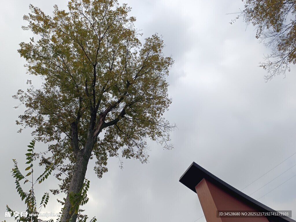 树旁红顶建筑与阴沉天空