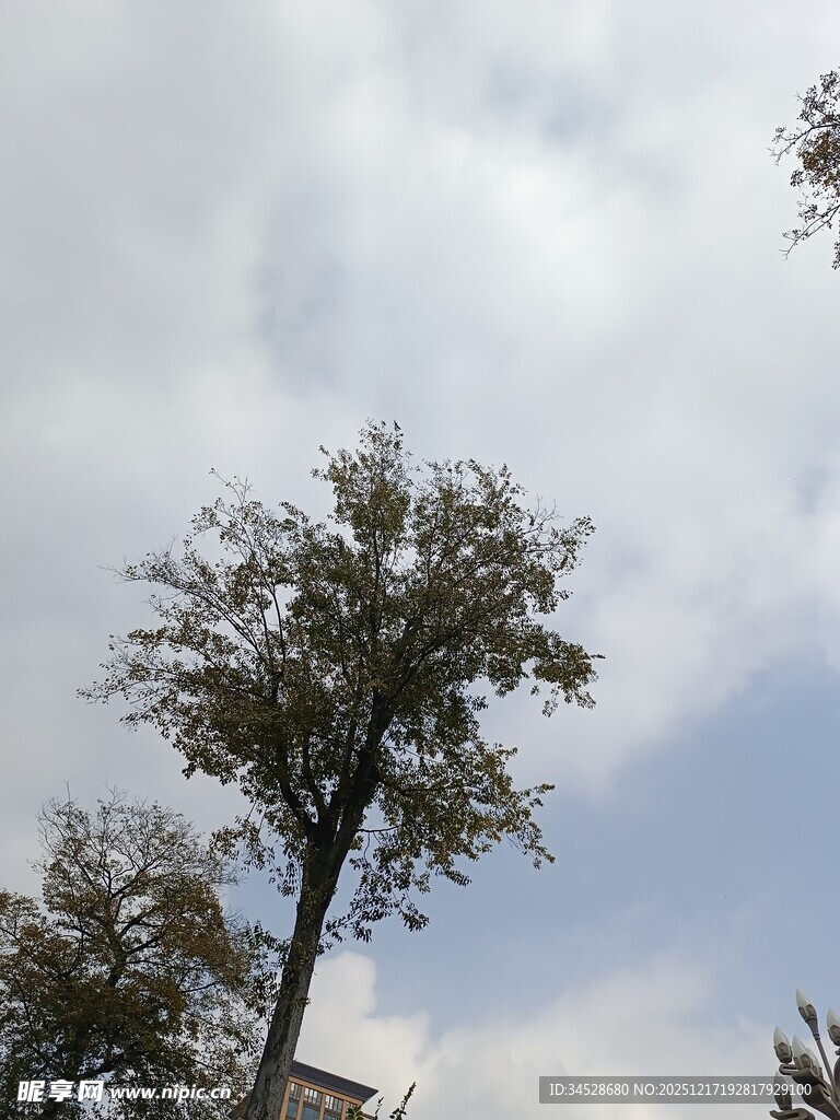 蓝天白云下的挺拔树木