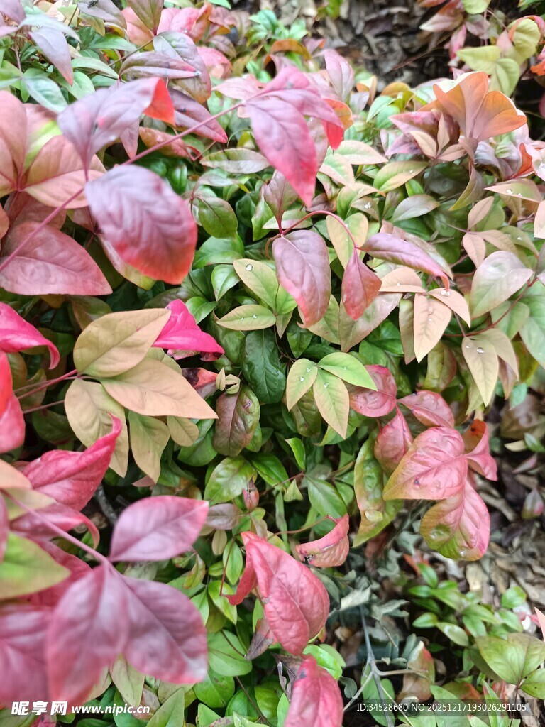 多彩斑斓的蔓藤植物