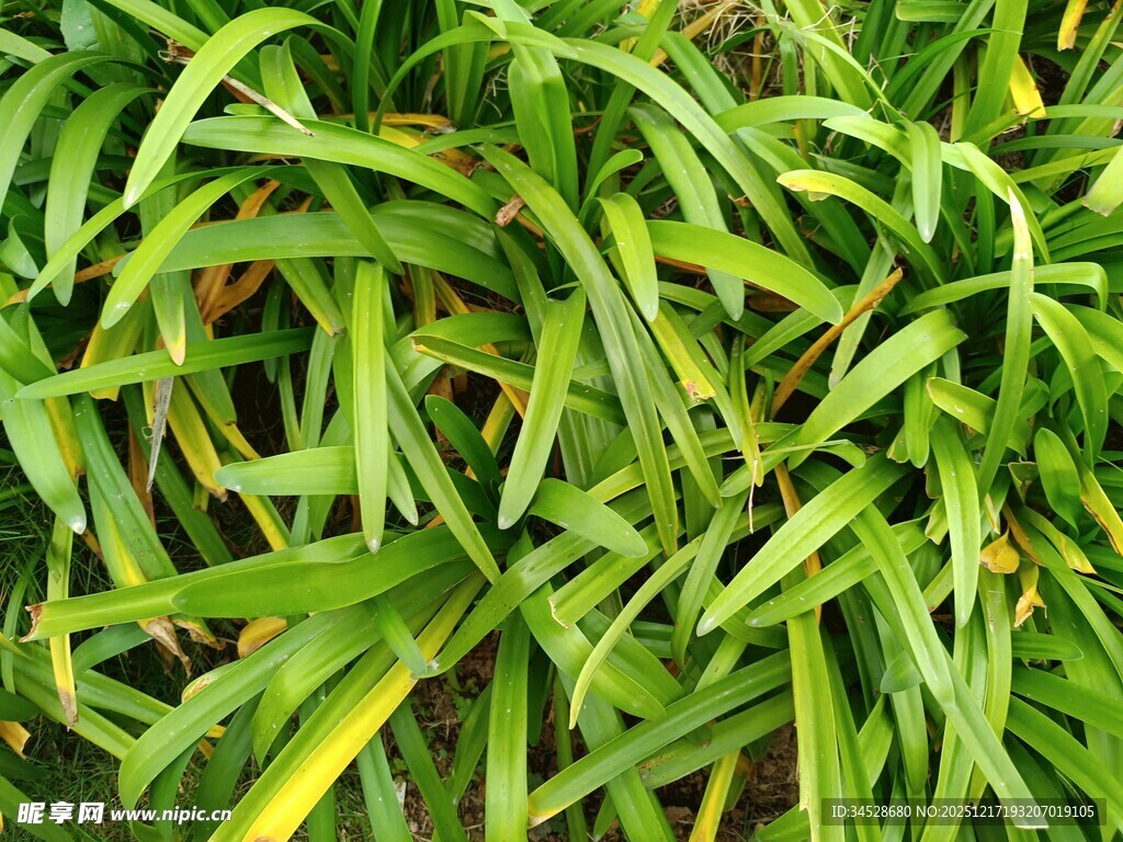 翠绿修长的植物叶片