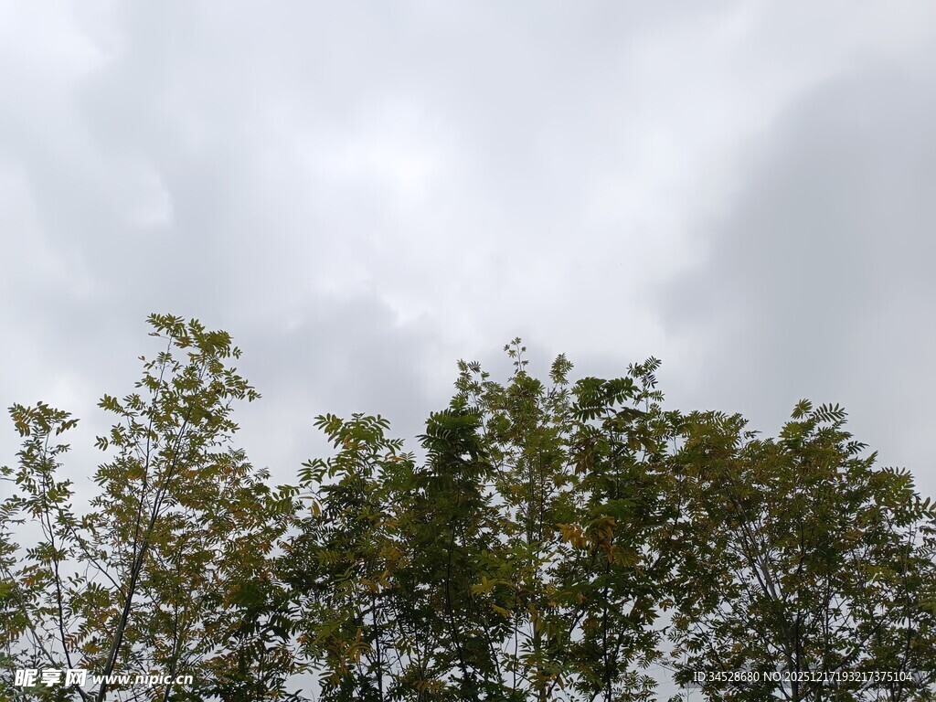 树梢之上的阴云天空