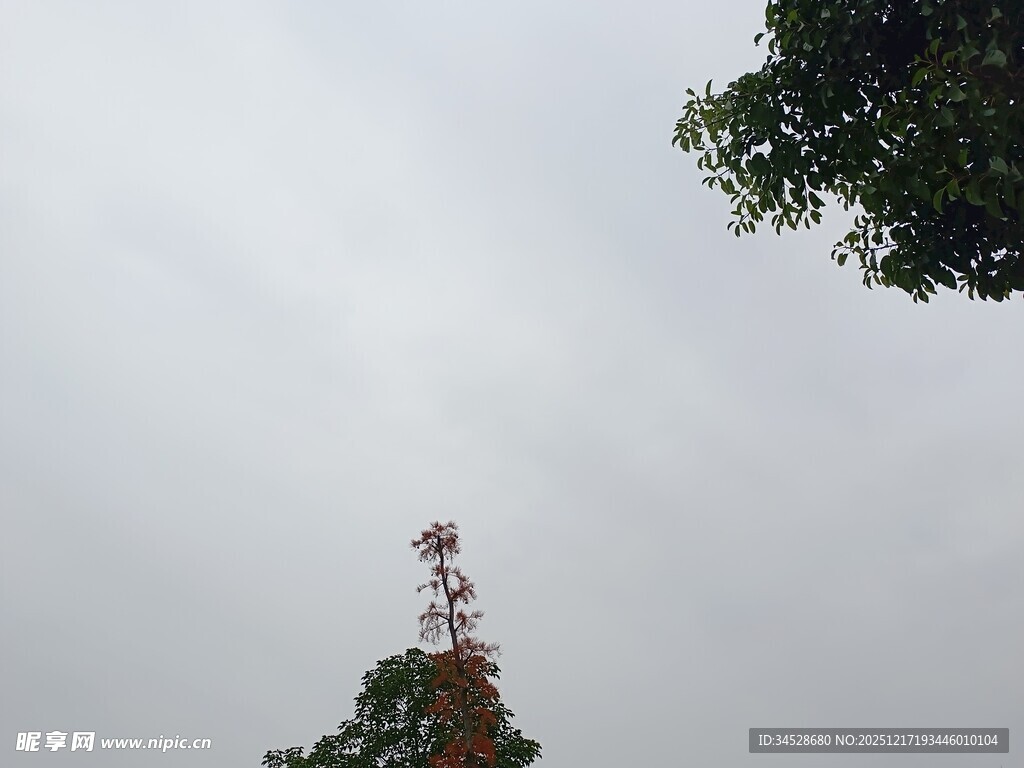 高耸通信塔与旁侧绿树