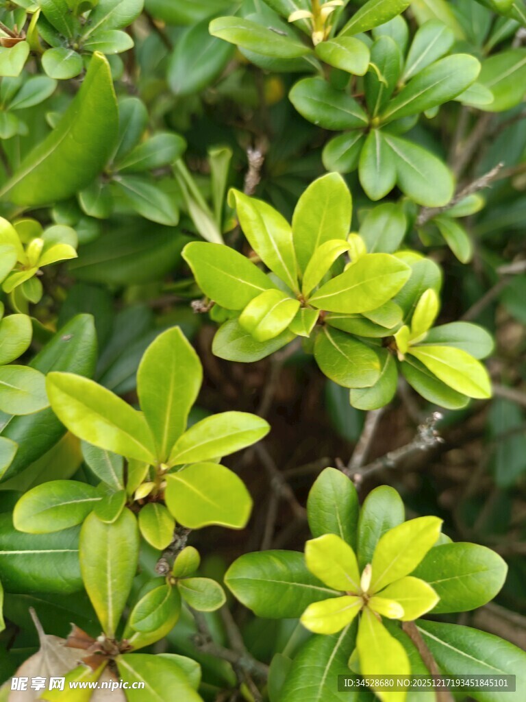 嫩绿叶片的灌木植物