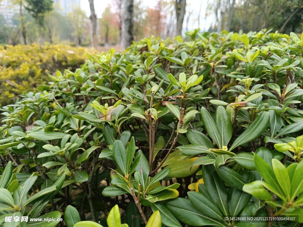 绿叶繁茂的植物景观