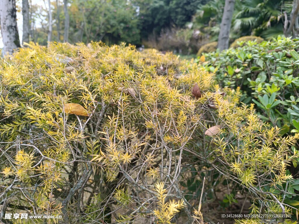 金黄灌木丛 