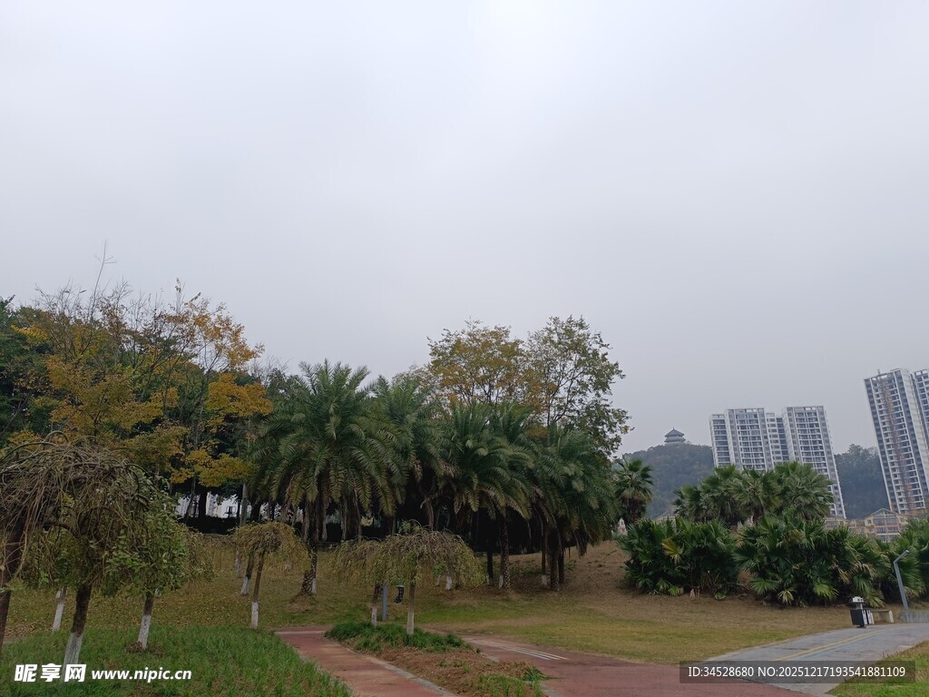 城市公园中的绿树景观