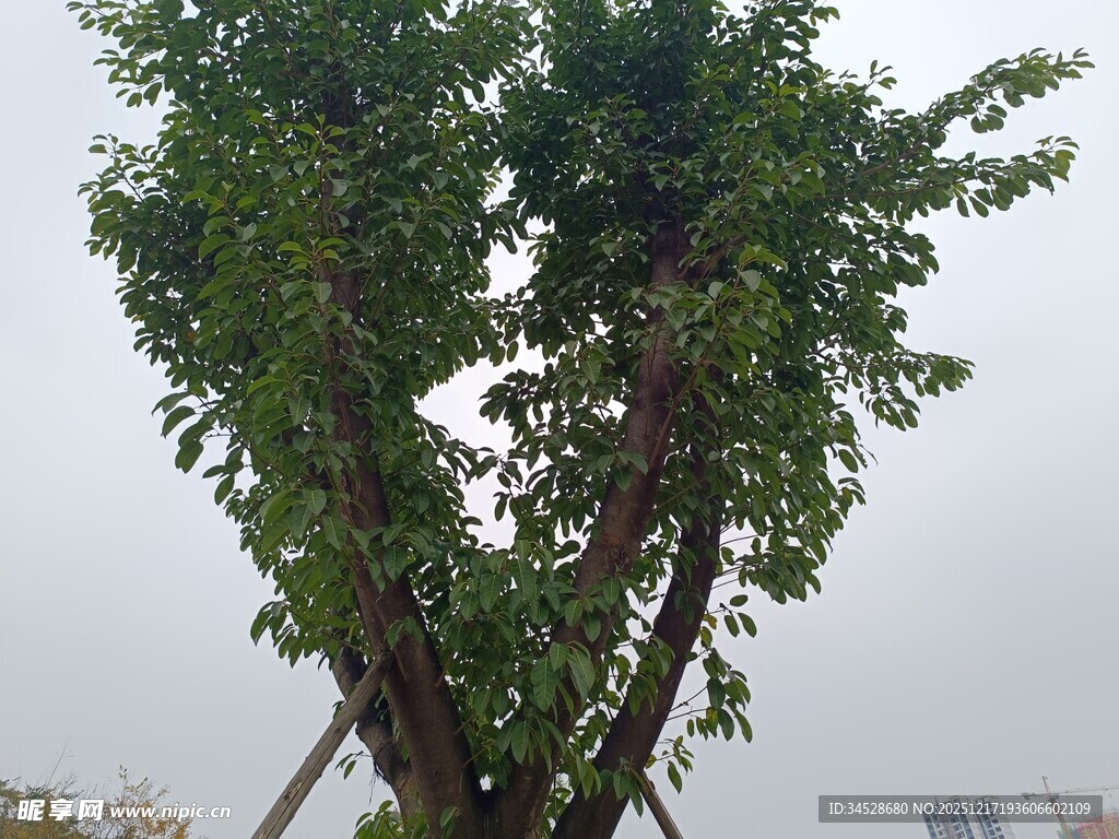 奇特造型的茂盛树木