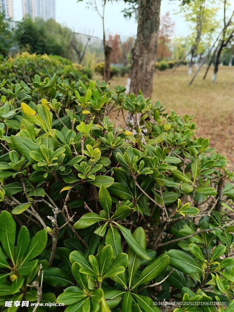 绿叶繁茂的户外植物景观