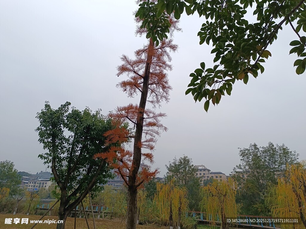 秋日多彩树木风景图