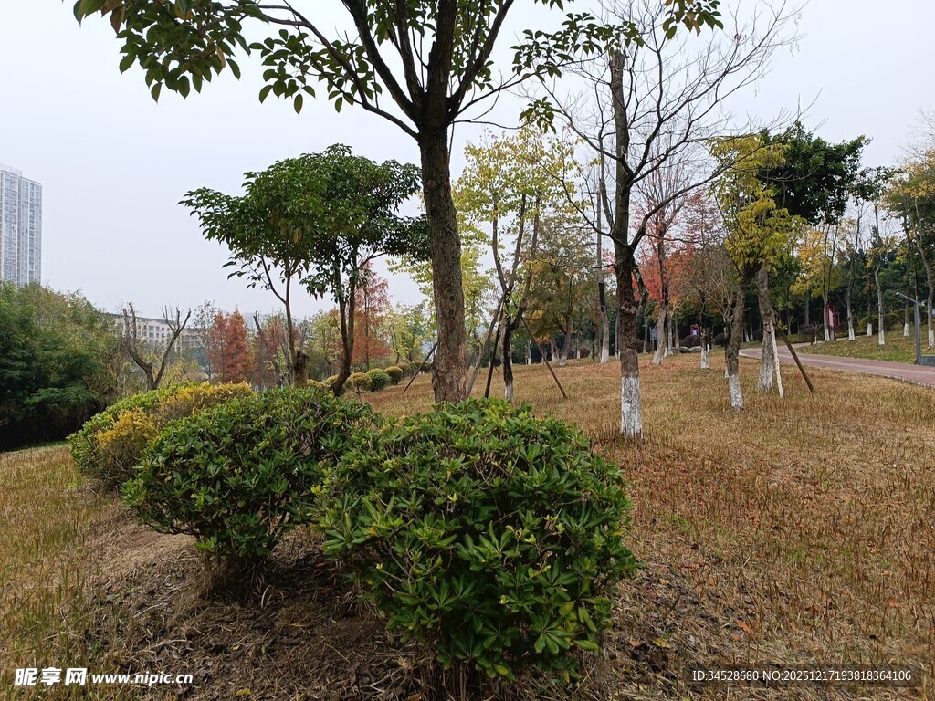 秋日公园绿植景观