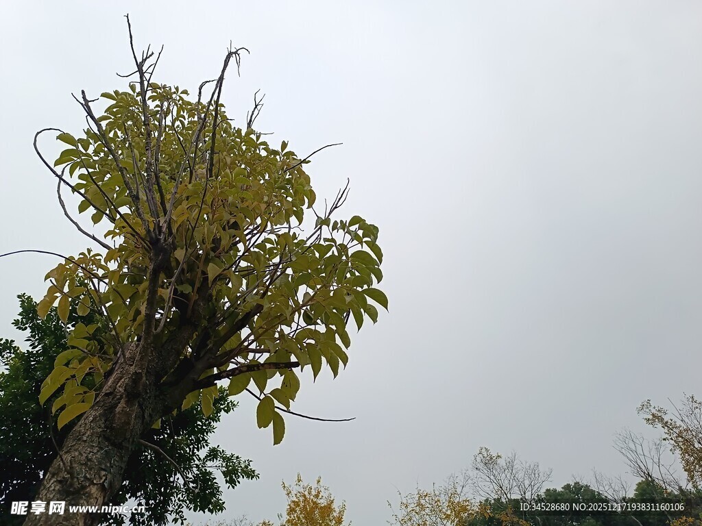 枯树新叶展生机