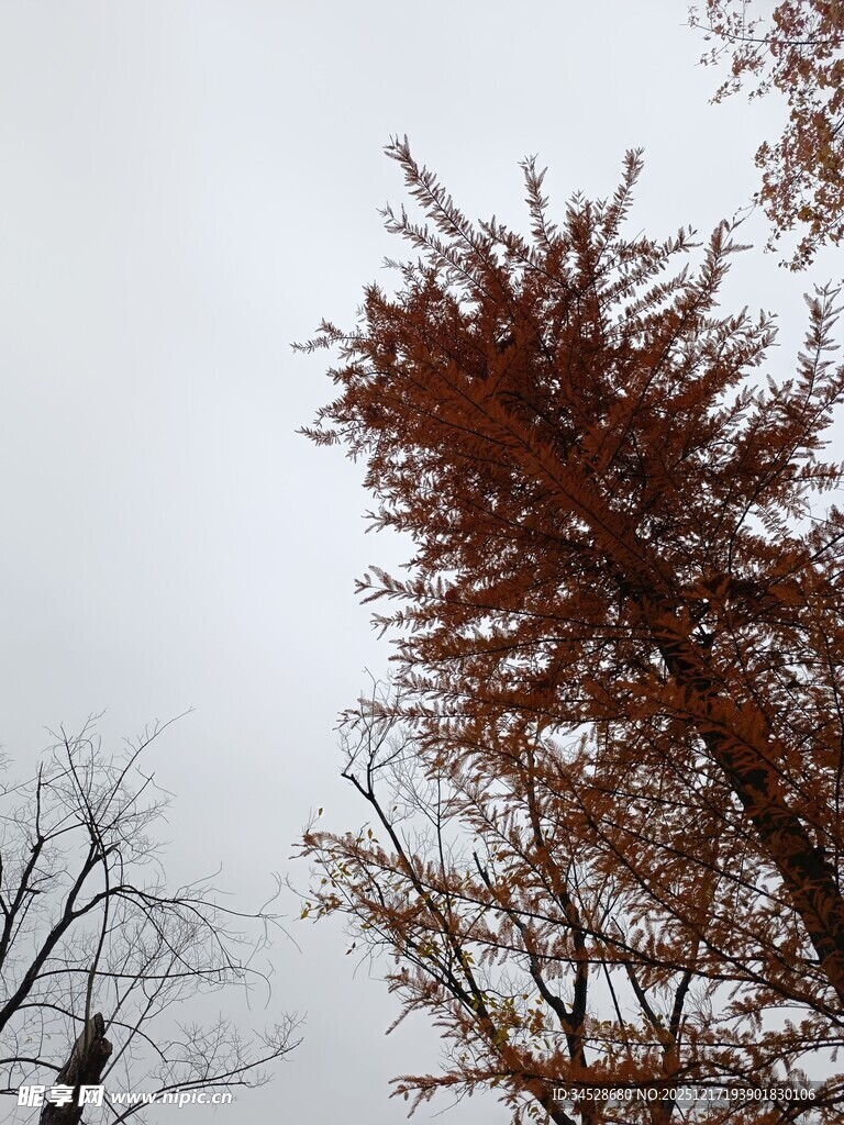 秋日挺拔的棕红树木