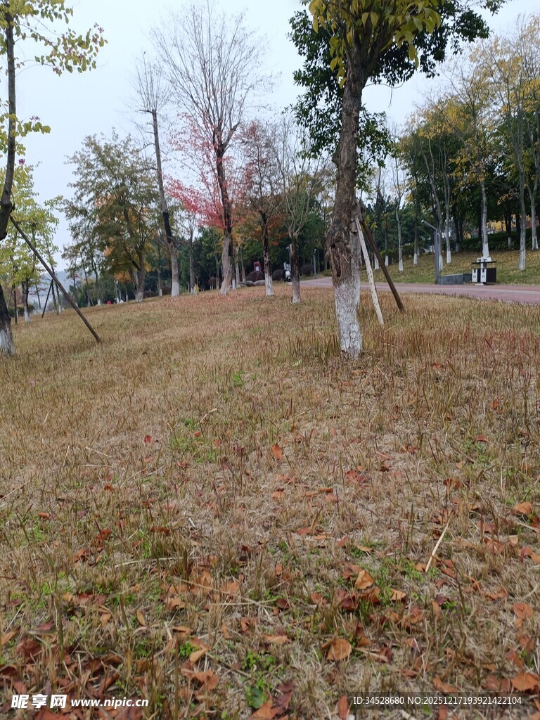 秋日郊野草地树木景致
