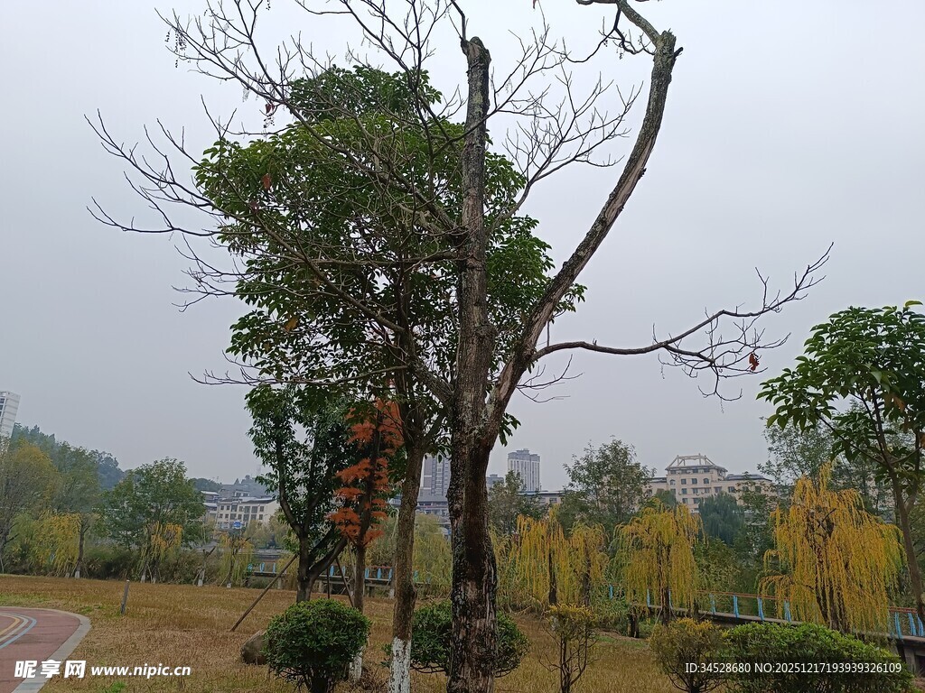 秋日公园枯荣并存之景