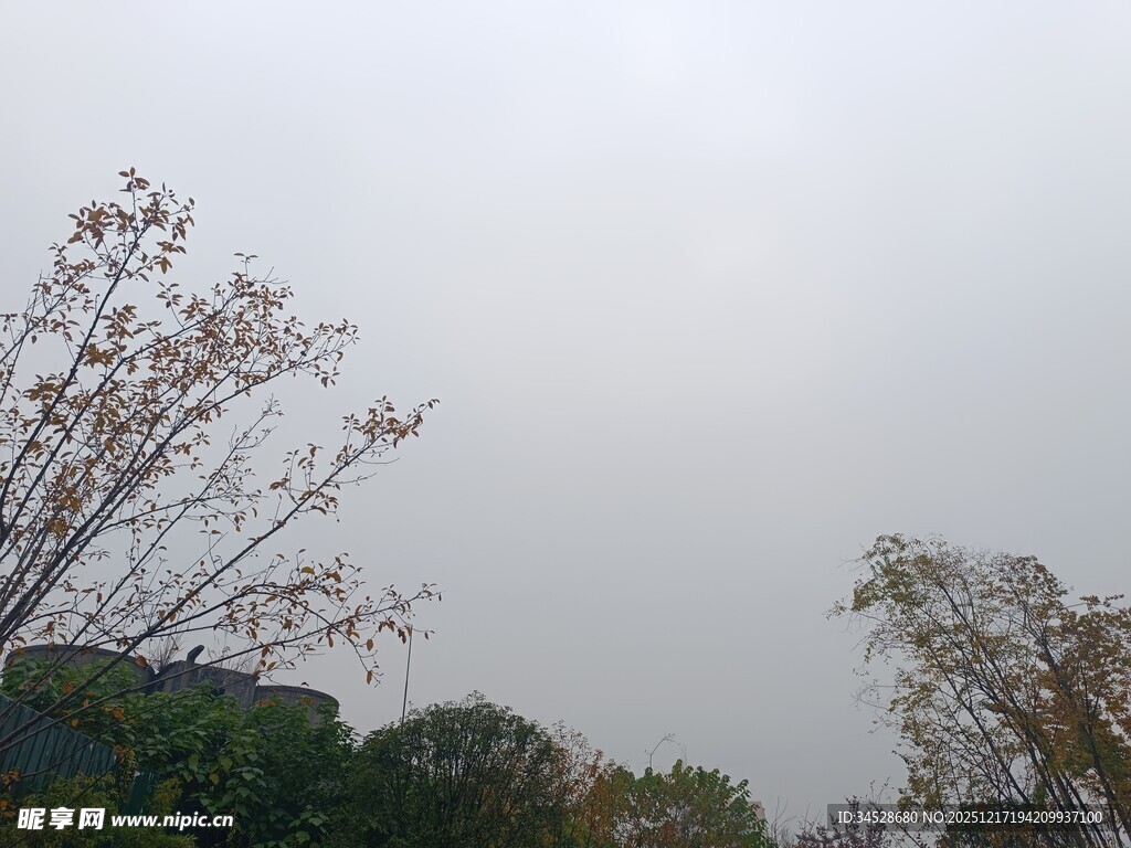 阴天中的树木景观