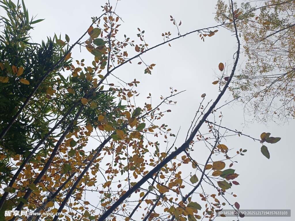 秋日树枝与空中飞鸟