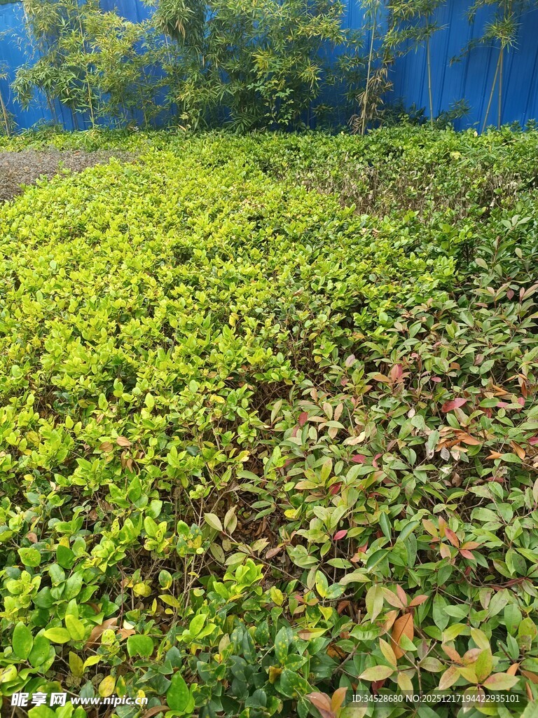 翠绿繁茂的绿植景观