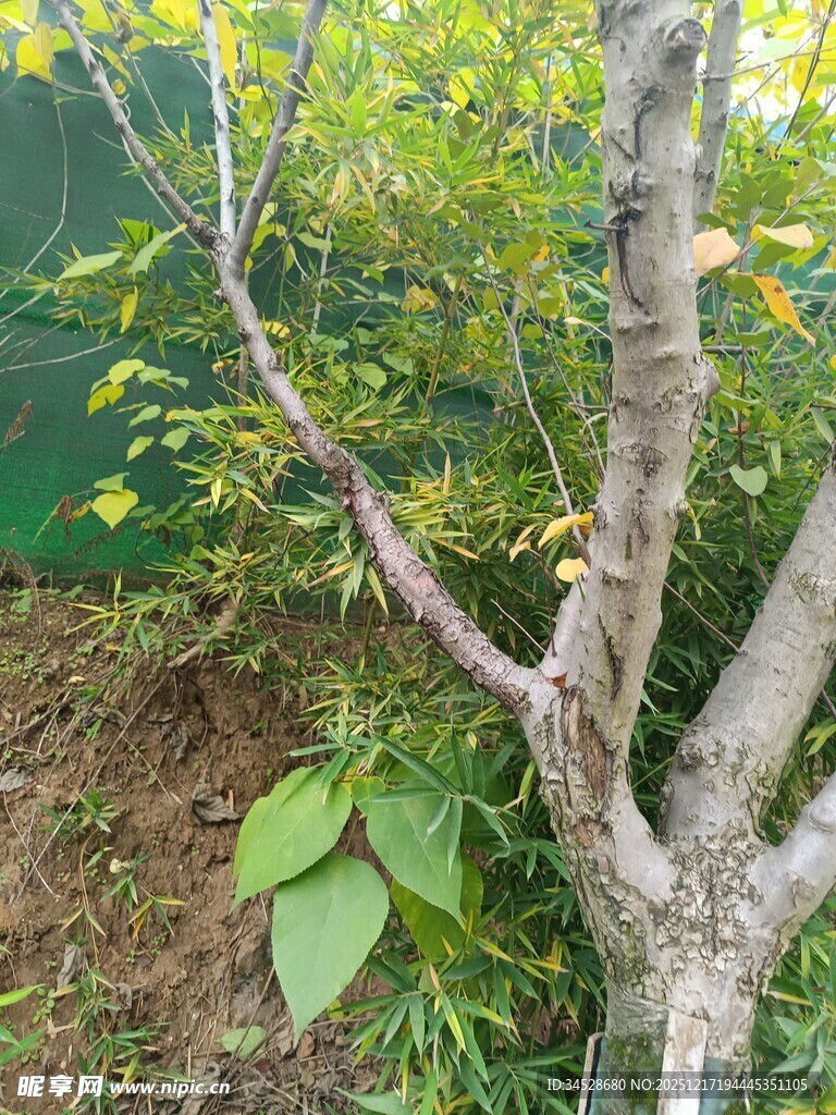 枯树旁的绿植生机景象