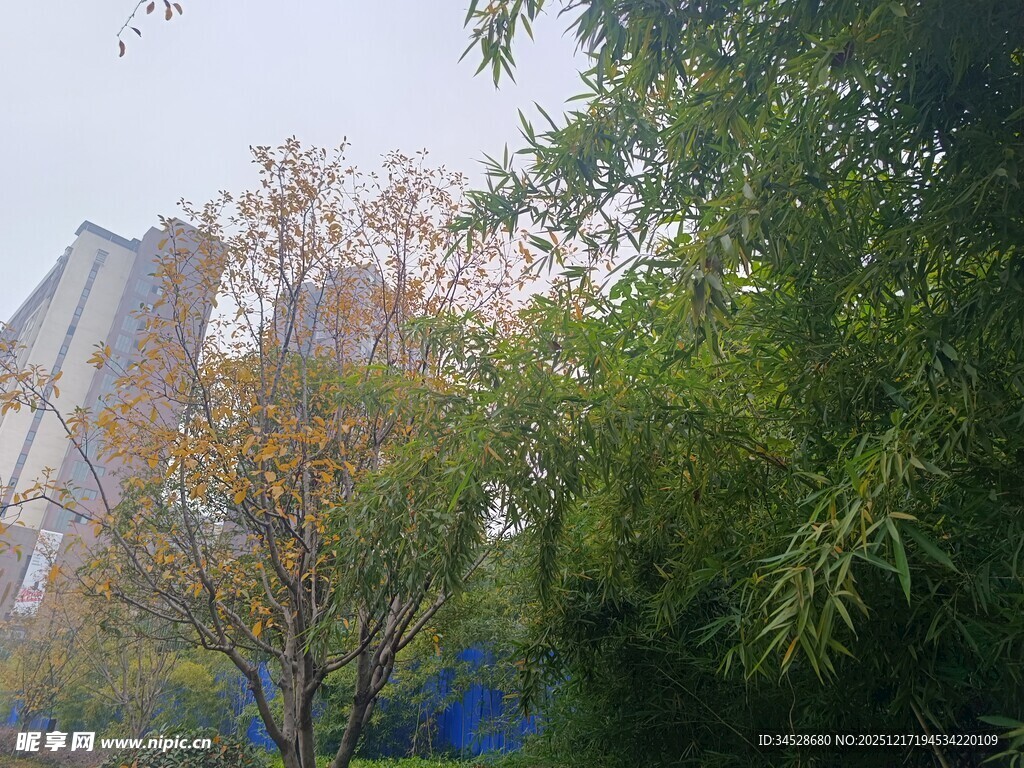 城市中的绿树与建筑景观