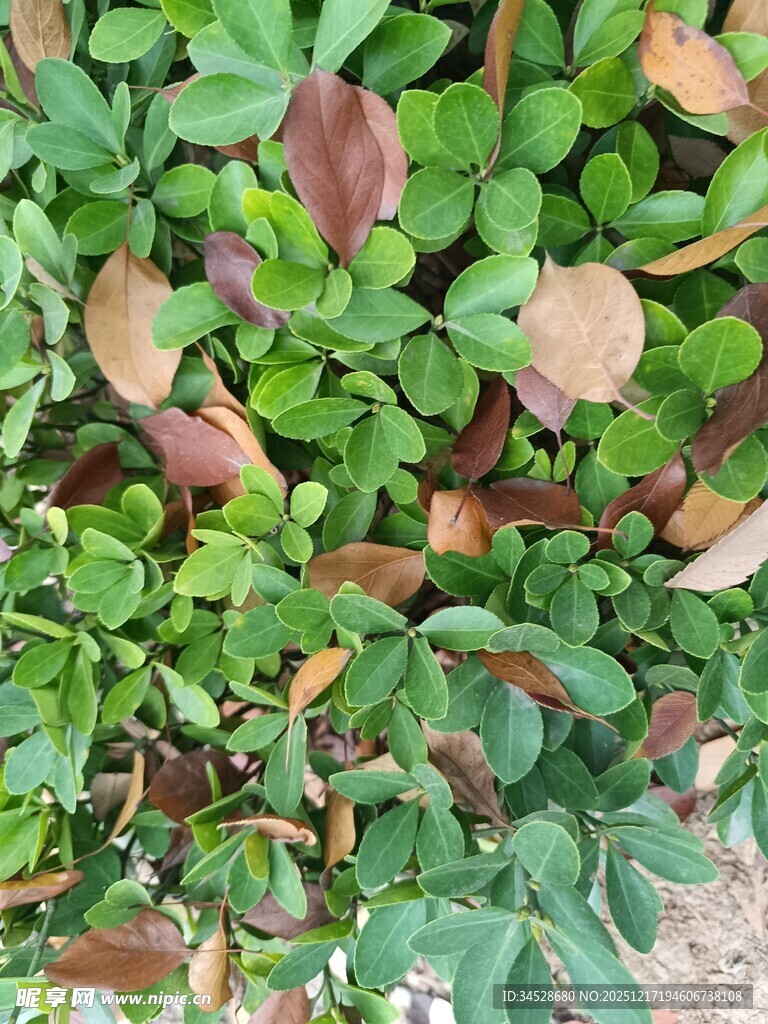 多彩三叶草植物景观