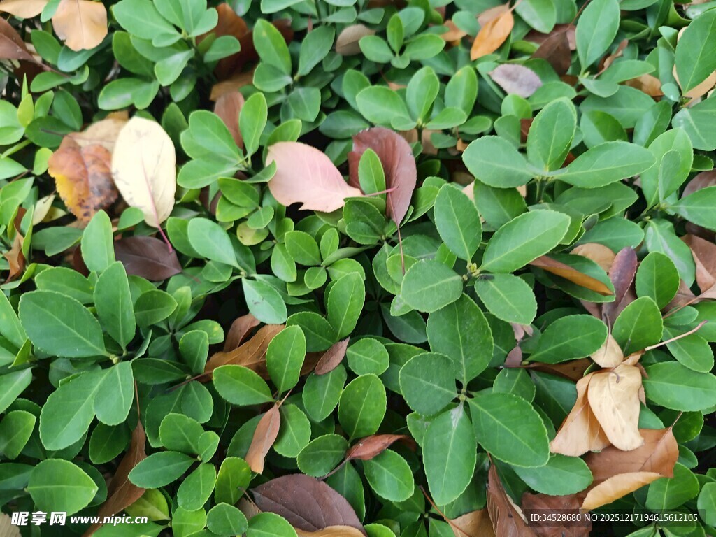 绿叶间的多彩落叶