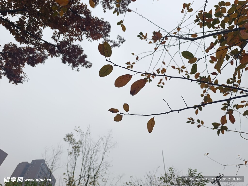 秋日枝头落叶景致
