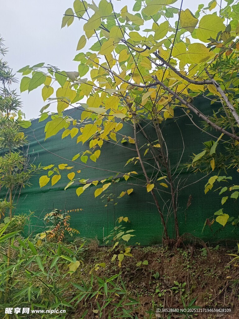 绿叶繁茂的绿植与围栏