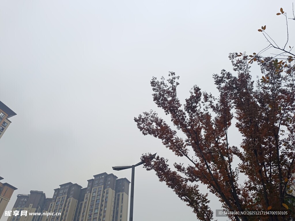 城市街景中的树木与高楼