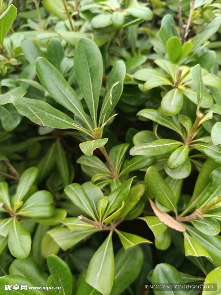 绿叶繁茂的植物景观