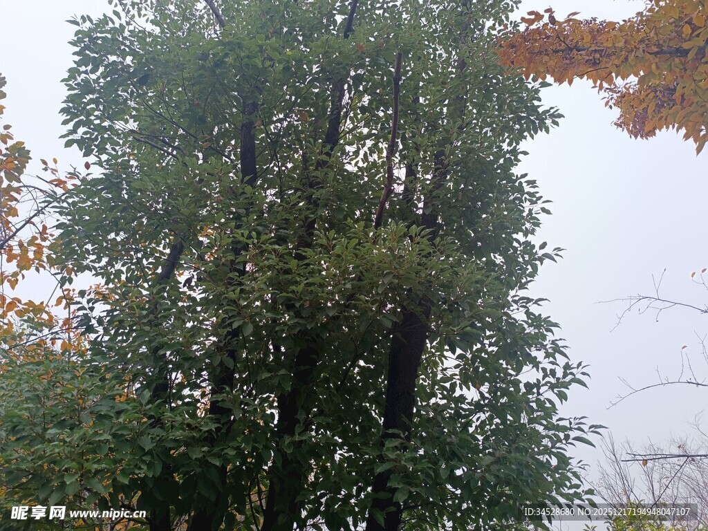 高大葱郁的树木景观