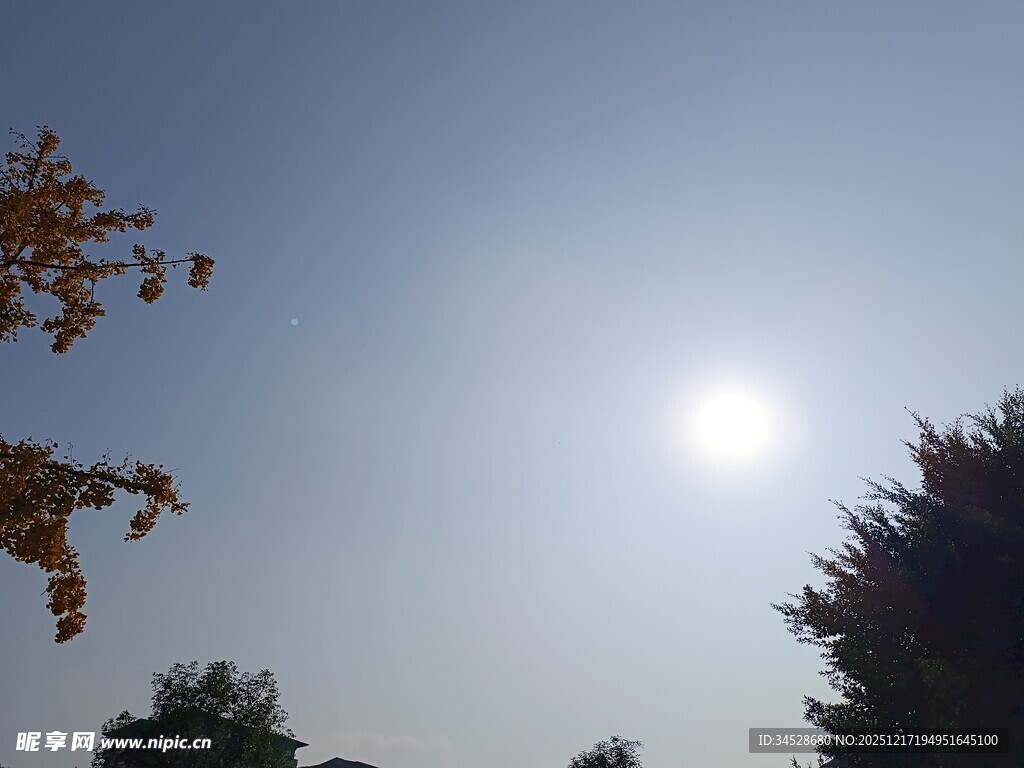 阳光下的树梢与蓝天