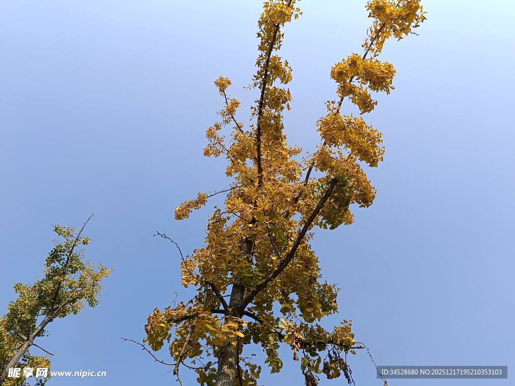 蓝天映衬下的金黄树枝