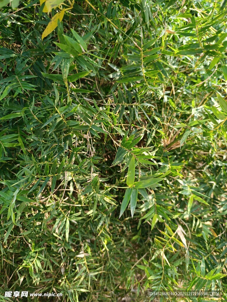 茂密绿植中的自然景象