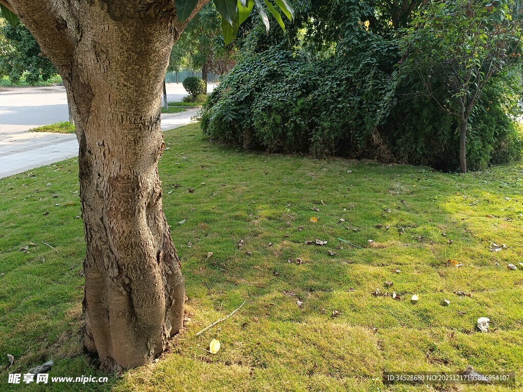 树下绿意盎然的草地景象