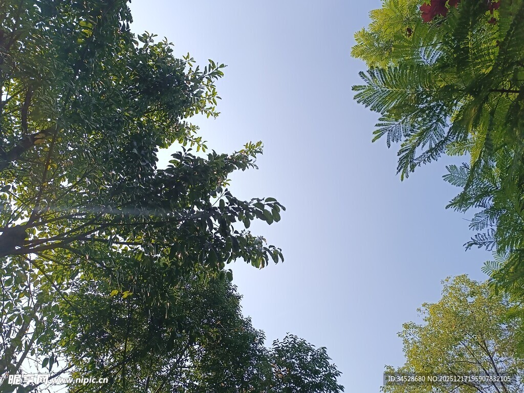 仰视葱郁树木与蓝天