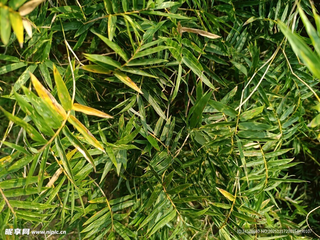 翠绿繁茂的丛生植物