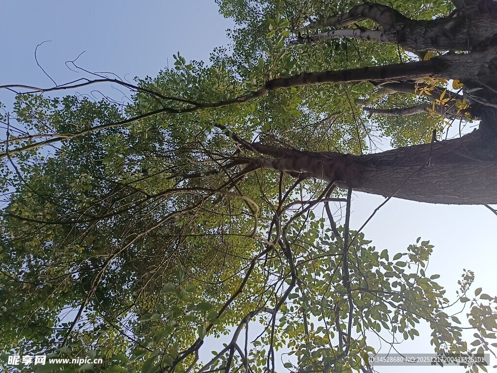 仰视茂密树冠