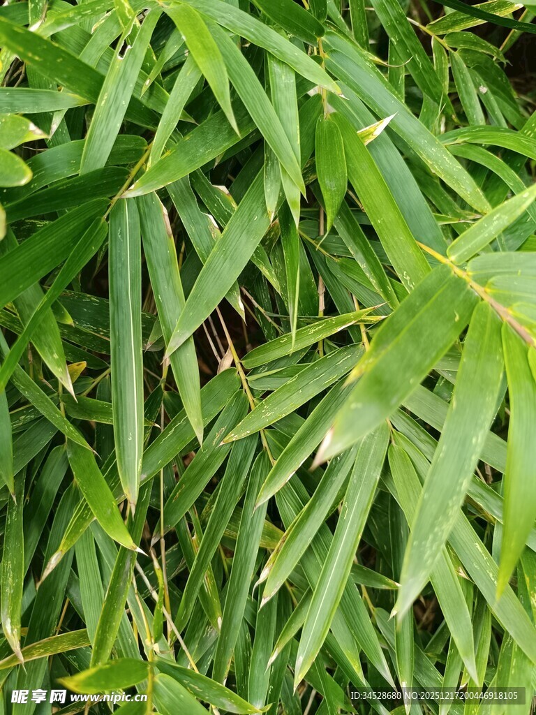 翠绿竹叶特写
