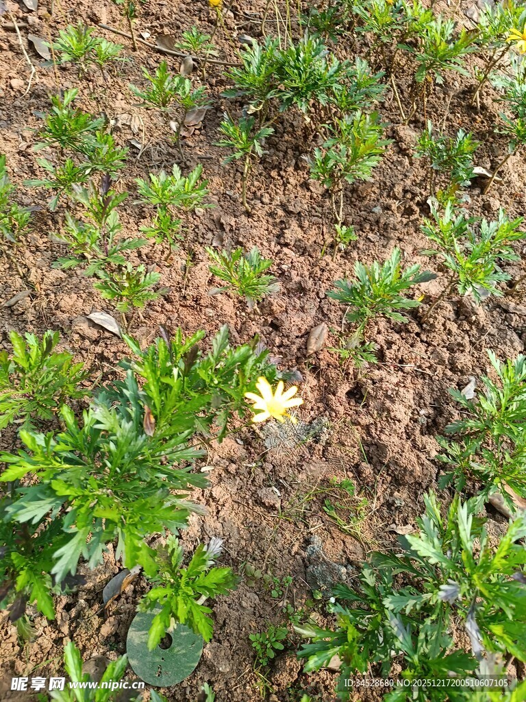 农田中的绿色植物