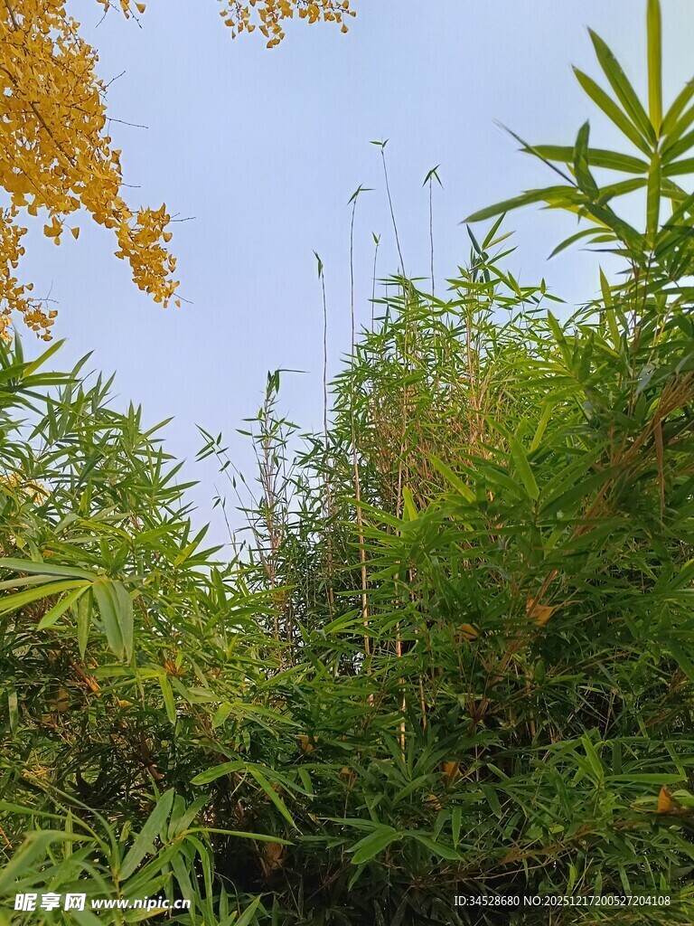 秋日繁茂的绿植景观