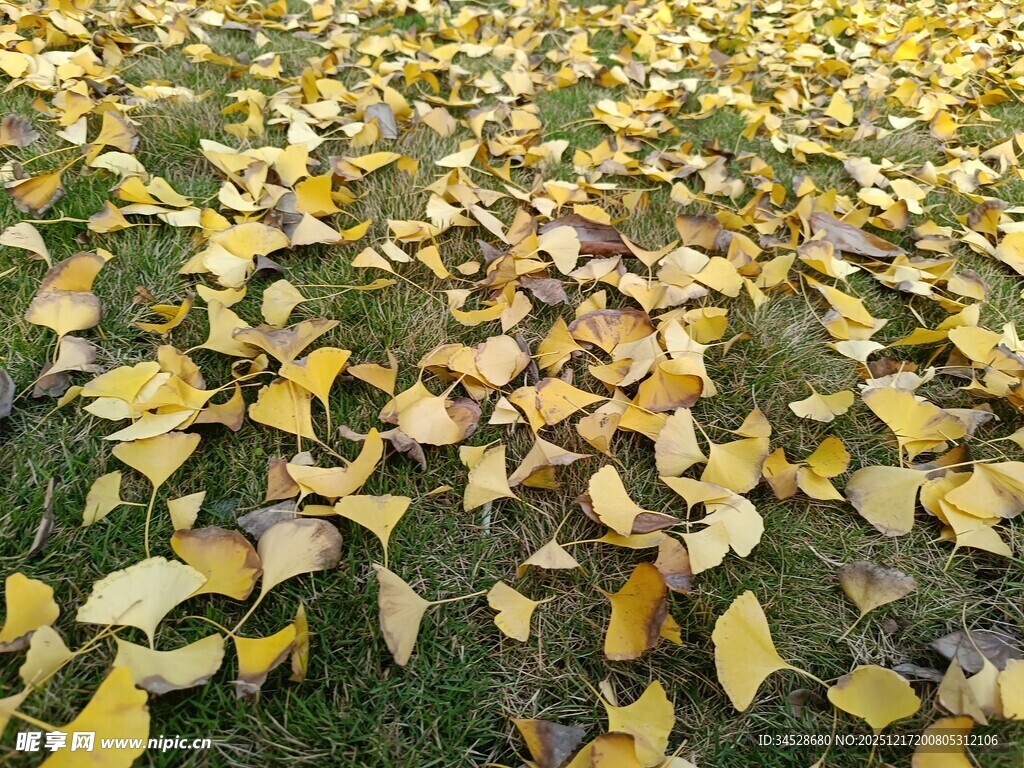 金黄银杏叶铺满草地