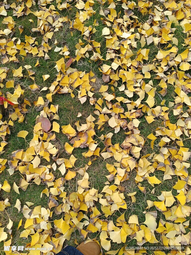 秋日落叶铺满地面景象