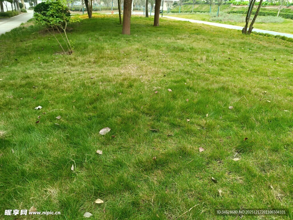 户外翠绿草坪景观