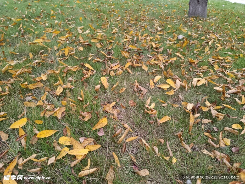 秋日草地落叶美景