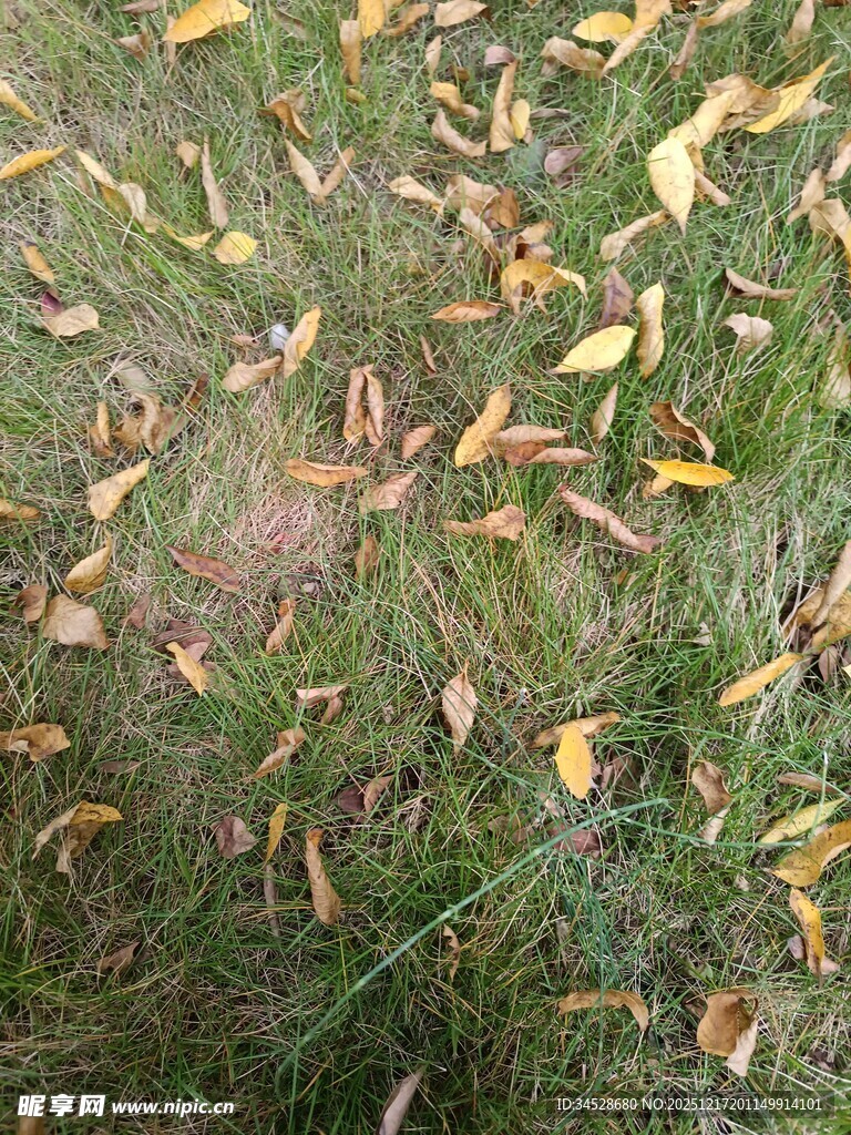 草地上散落的枯黄树叶